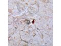 Open Sterling Silver Ring, Red Pomegranate and Star of David with Shema Yisrael