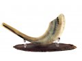 Oval Wood Shofar Stand with Lucite Clips  For Rams Horn Length 11-18 Inches