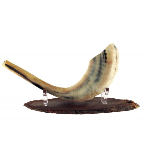 Oval Wood Shofar Stand with Lucite Clips – For Rams Horn Length 11-18 Inches