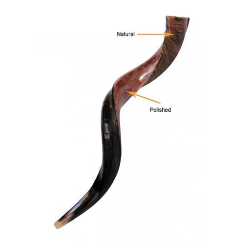 Personalized Shofar - Yemenite Kudu Horn Inscribed with Name