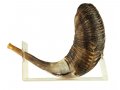 Ram's Horn Lucite Shofar Stand for Large Shofar 18-23 Inches Length