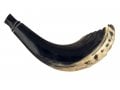 Ram's Horn Shofar Moroccan Style Dark Color with Crown Cut