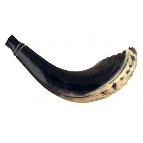 Ram's Horn Shofar Moroccan Style Dark Color with Crown Cut