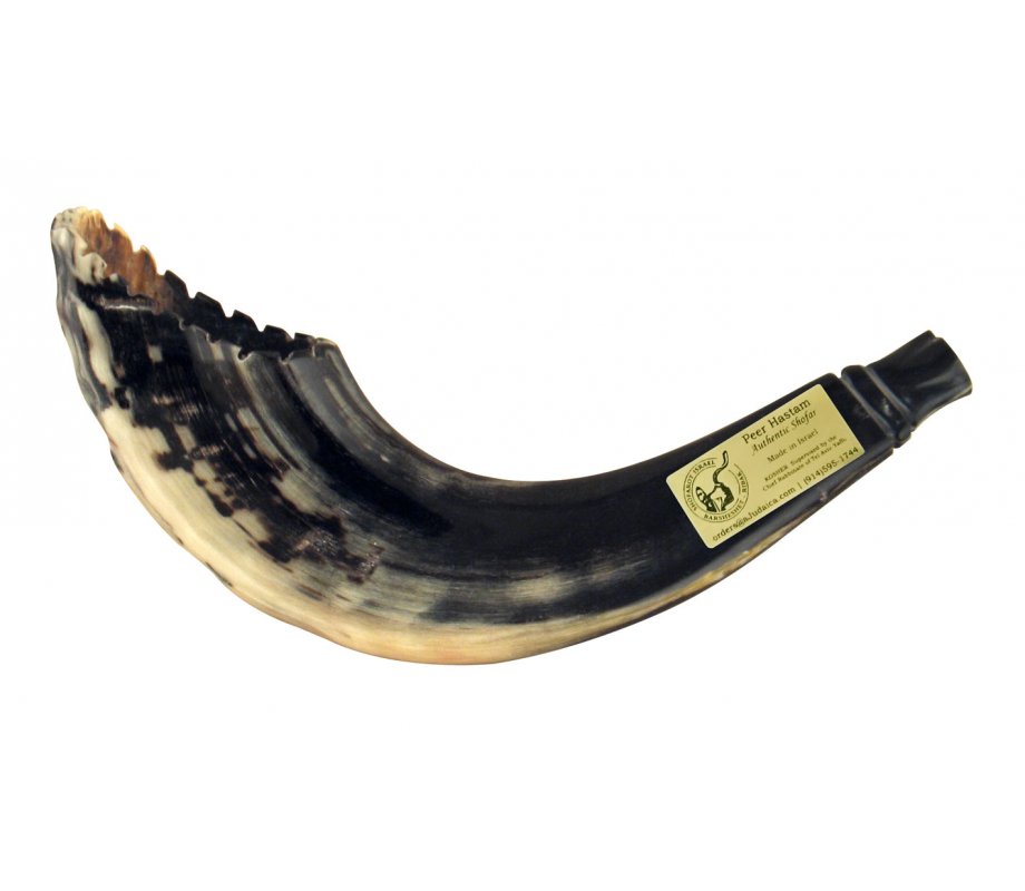 Ram's Horn Shofar Moroccan Style Dark Color with Crown Cut