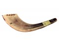 Ram's Horn Shofar Moroccan Style Light Color with Crown Cut