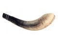 Ram's Horn Shofar Moroccan Style Light Color with Crown Cut