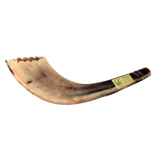 Ram's Horn Shofar Moroccan Style Light Color with Crown Cut