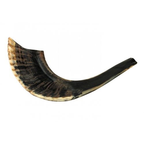 Small Black Rams Horn Shofar - Natural