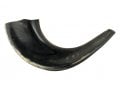 Small Polished Black Rams Horn Shofar