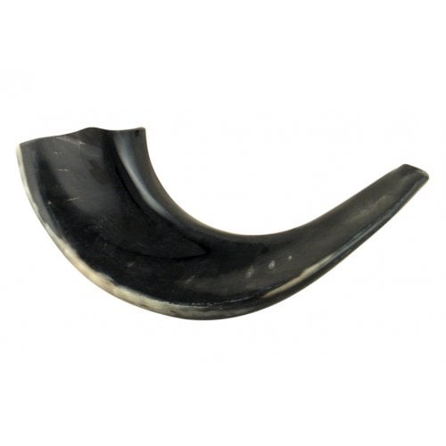 Small Polished Black Rams Horn Shofar