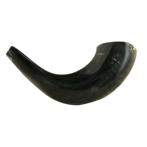 Small Polished Black Rams Horn Shofar