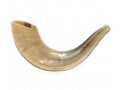 Small Rams Horn Shofar - Polished