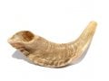 Small Rams Horn Shofar Natural Finish