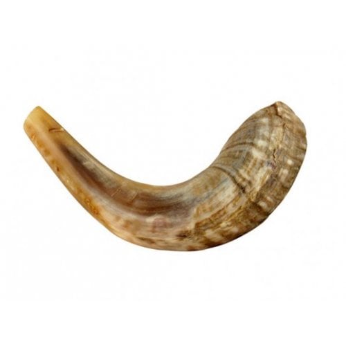 Small Ram's Horn Shofar for Kids - Light Colors