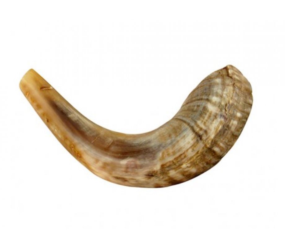 Small Ram's Horn Shofar for Kids - Light Colors