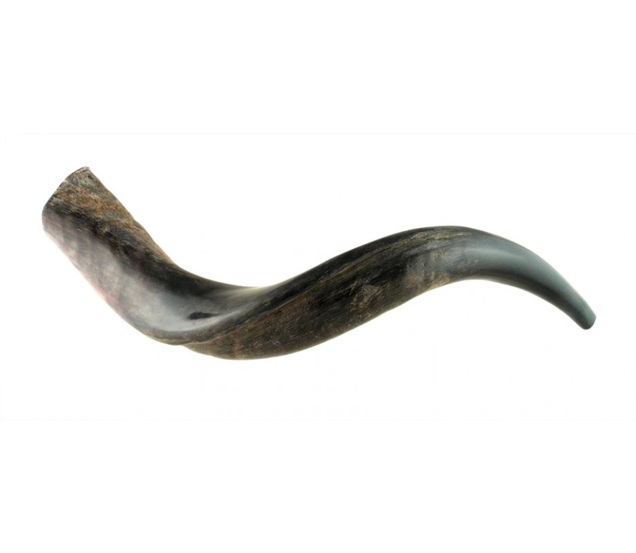 Small Yemenite Shofar - Half Polished Half Natural
