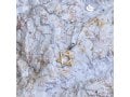 Sterling Silver and Gold Plated Pendant Necklace  Interlocking Stars of David